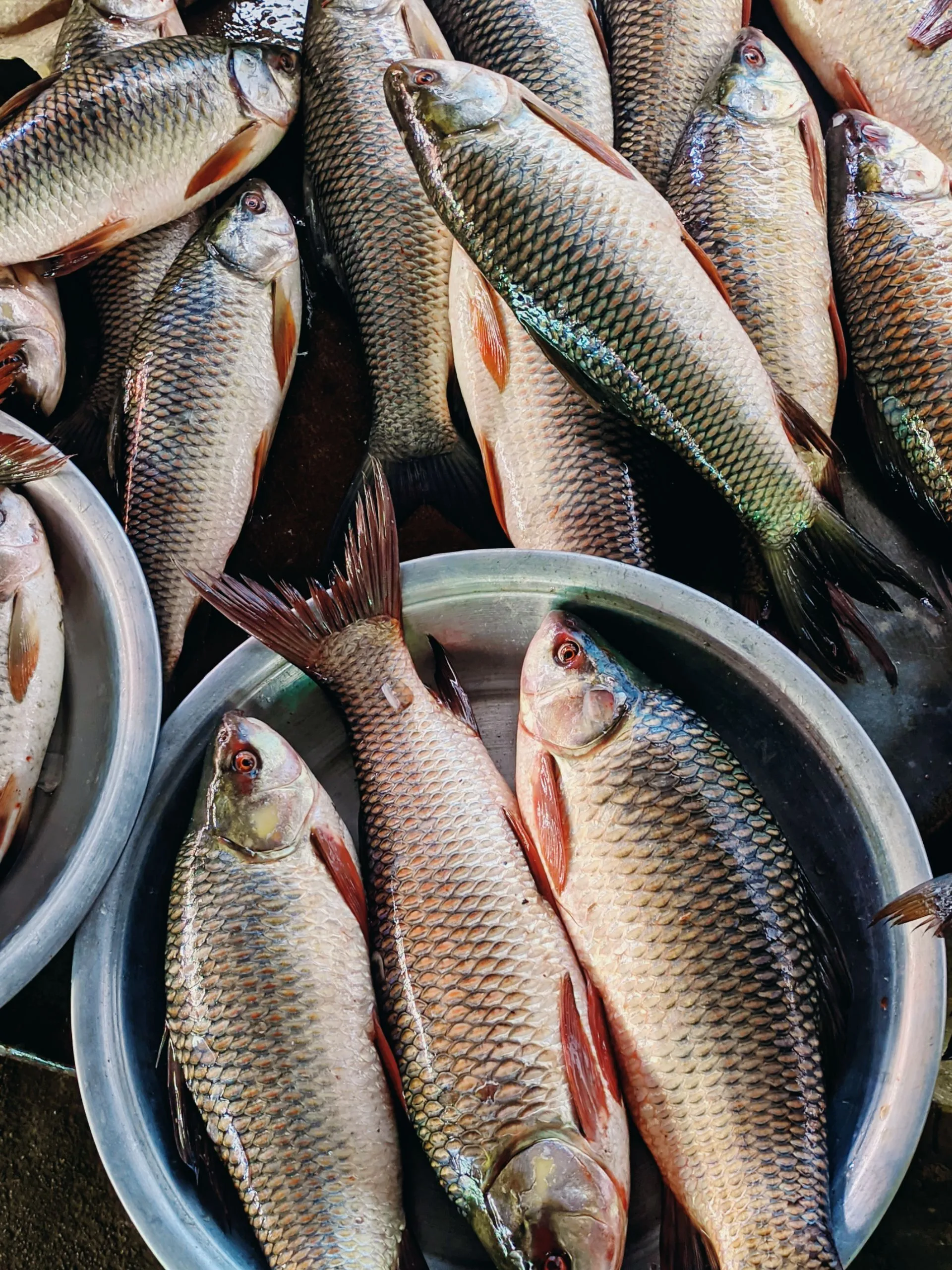 Fersk fisk med blanke skjell ligger tett i metallbaljer.